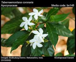 Image result for Tabernaemontana ventricosa