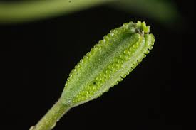 Image result for Pisonia aculeata