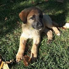 Petcim Com Kayseri Icin Ucretsiz Kangal Kirmasi Facebook