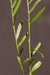 Image result for Polygala petitiana