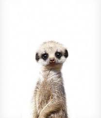 Coupons Purchase 1 Or More Prints And Use Coupon C Baby Animal Prints Cute Baby Animals Safari Animal Prints