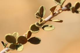 Image result for Maerua