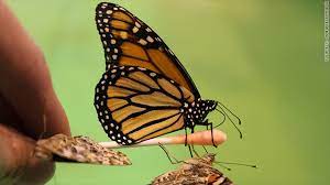 27,000+ vectors, stock photos & psd files. Butterfly Farm Is A Surprising Job Creator
