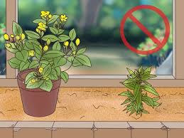 It also grows throughout europe and parts of asia. How To Grow Evening Primrose 10 Steps With Pictures Wikihow