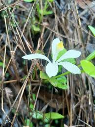 Image result for Turraea obtusifolia