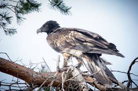 A lammergeier is a vulture. Lammergier Brengt Op Lemelerberg Herder Anita En Vele Anderen In Vervoering Dit Is Mijn Gelukstreffer Ommen Destentor Nl