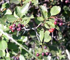 With its variety of applications, the herb can also be used to treat tapeworms and other intestinal infections, skin disorders, issues of the digestive system, anxiety and a range of other conditions. Black Hawthorn Fresh Roots