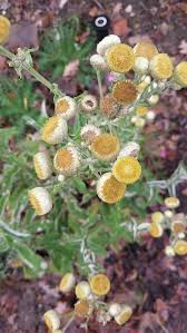Image result for Helichrysum foetidum
