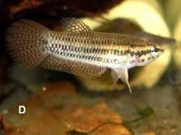 Betta Falx In 2020 Betta Beautiful Fish Cupang