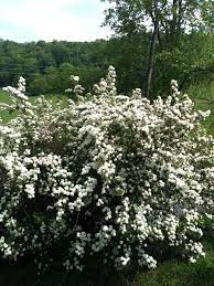 Baby Breath Bush Indoor Plant Care Outdoor Ceremony Plants