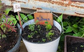 Eigenes Gemuse Auch Ohne Garten Utopia De Pflanzideen Pflanzen Garten