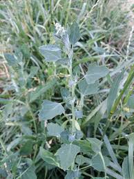 Image result for Chenopodium opulifolium