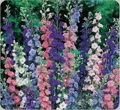 Rocketlarkspur Jpg Jpeg Image 800x733 Pixels Scaled 82 Larkspur Flower Flower Seeds July Birth Flower