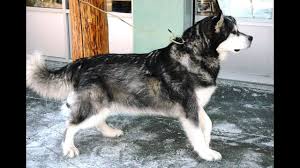 Without sufficient exercise and challenging things to do, malamutes become if you are thinking of adopting a mal/husky mix, please don't. Alusky Dog Siberian Husky The Alaskan Malamute Mix Youtube