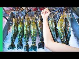 It is native to taiwan and japan and can grow up to 2 inches in length. Record Breaking Thai Prawns The Ultimate Thai Seafood Experience In Bangkok Thailand Youtube