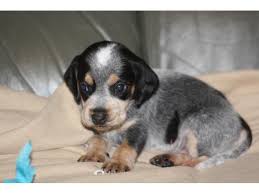 Black And Tan Beagle Puppies For Sale Blue Tick Beagle Puppies For Sale Zoe Fans Blog Beagle Puppy Blue Tick Beagle Beagle Dog