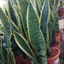 Keratan lai daun yang paling sesuai untuk biakkan pokok lidah jin (sanseviera sp). Pokok Lidah Jin Lidah Buaya Shopee Malaysia