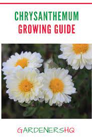 Chrysanthemum Growing Guide Chrysanthemum Growing Chrysanthemum Chrysanthemum Plant