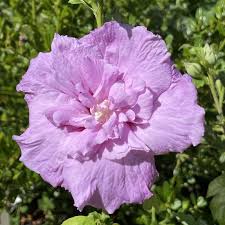 Image result for Hibiscus syriacus Violet Clair Double