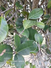 Image result for Elaeodendron croceum