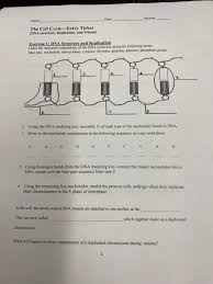 Dna structure and replication worksheet october 30, 2020 impact. Solved Date Section Name The Cell Cycle Entry Ticket Dna Chegg Com