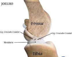 Imagem De Ruptura Do Ligamento Cruzado Cranial Em Cães