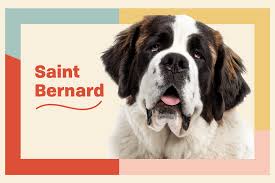 Maybe you would like to learn more about one of these? Saint Bernard Dog Breed Information Characteristics Daily Paws