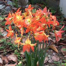 Image result for Amaryllidaceae