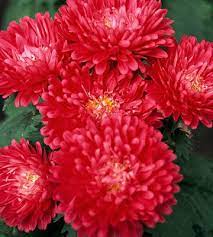 Pin On Gorgeous Garden Plants