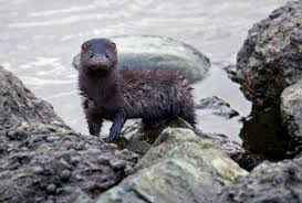 We did not find results for: Mink Control Repellent And Trapping For The Home And Yard