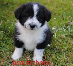We occasionally have puppies and young adults available and offer stud service by private treaty. Miniature Border Collie Puppies For Sale Border Collie Miniature Poodle Dogs Puppies In South Africa