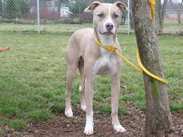 Black And White Greyhound Mix Pin On Future Apartment Home