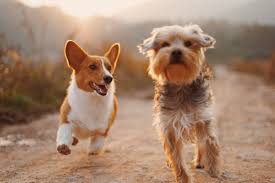 Your pet can only go where your car can go. Best Pet Friendly Hotels In Bend Oregon