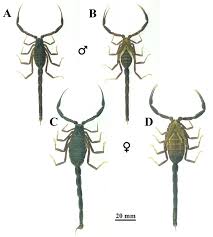 Image result for Landolphia robustior