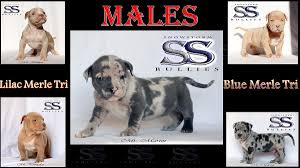 The american bully should give the impression of great strength for its size. Snowstorm Bullies On Twitter Males Males Malesles Blue Merle Tri And Lilac And Merle Tri Females Snowstormbullies Snowstorm Americanbully Theabkc Xlbully Guwop Bully Ukc Dogsofinstagram Dog Bullylifetv Puppy Bullybreed