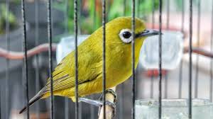 We did not find results for: Burung Pleci Sejarah Jenis Harga Jual Dan Cara Perawatannya
