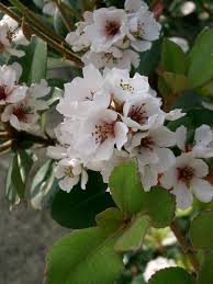 Image result for Hypertelis umbellata