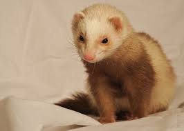 Other pets for studio apartment living include betta fish. 14 Exotic Pets That Are Perfect For Small Spaces Rhythm Of The Home