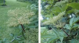 It's abundant throughout the uk, in woods and along roadside hedgerows. How To Identify Elderflower Stay Roam
