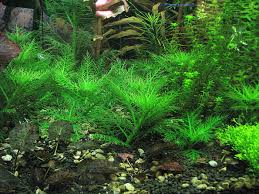 Image result for Hygrophila spiciformis