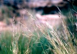 Image result for Eragrostis sclerantha