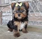 Yorkie Puppies Sale Teacup Yorkies Parti, Chocolate ...