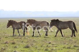 Legendary, a bit ingenious, a bit hopeless in terms of quality. Wildes Pferd Tarpan Stockfotos Freeimages Com