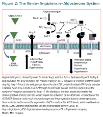 Neutel jm, mancia g, black hr. The Renin Angiotensin Aldosterone System And Coronavirus Disease 2019 Ecr Journal The Renin Angiotensin Aldosterone System And Coronavirus Disease 2019