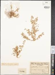 Image result for Lotononis laxa