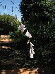 Image result for Dierama cupuliflorum