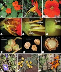 Image result for Bertiera aethiopica