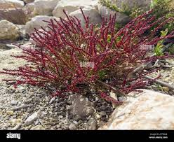 Image result for Suaeda sp. B