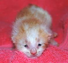See full list on thesprucepets.com Newborn Kittens When Do Kittens Open Their Eyes Novocom Top