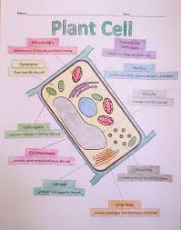 A School Called Home Growing Some Plant Cells Make A